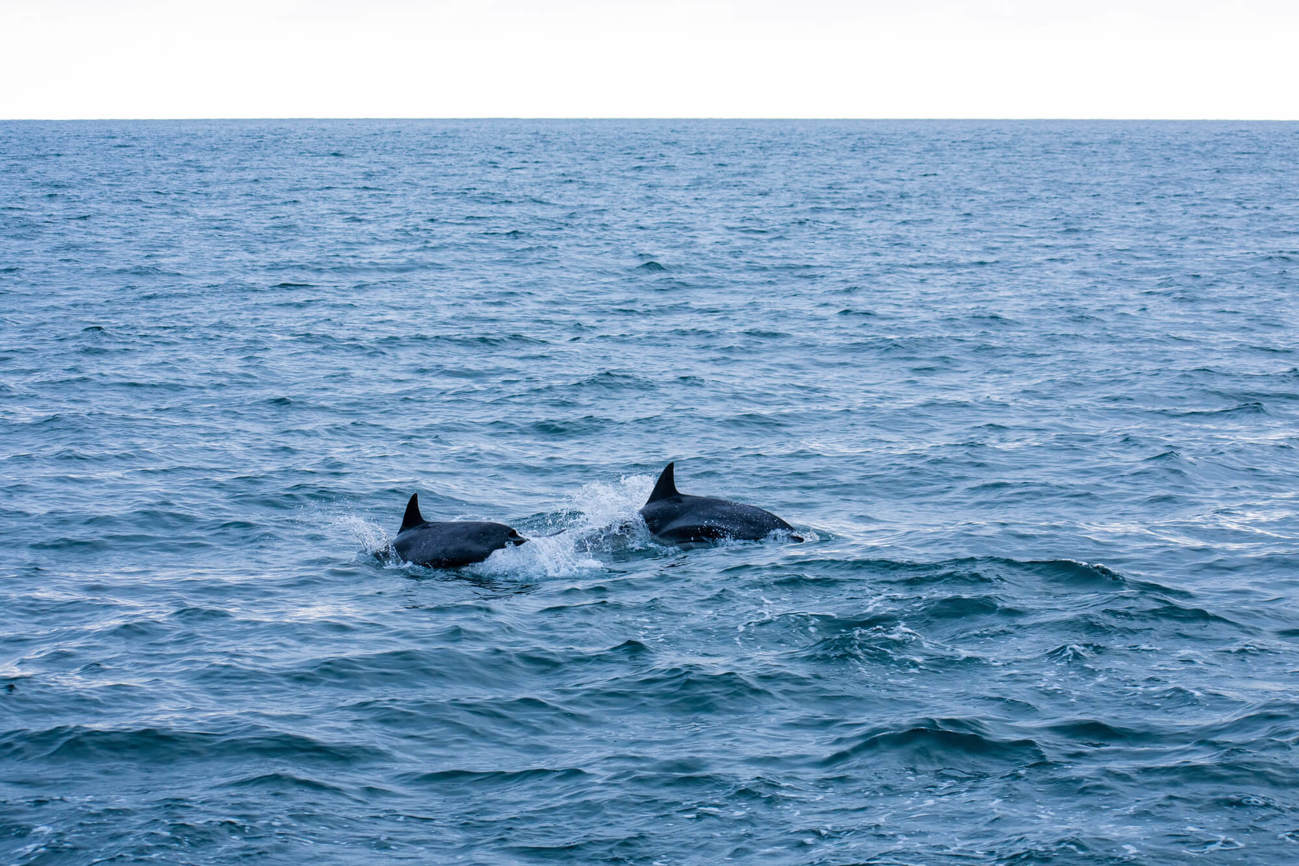 Dolphins off Broughty Ferry, Dundee