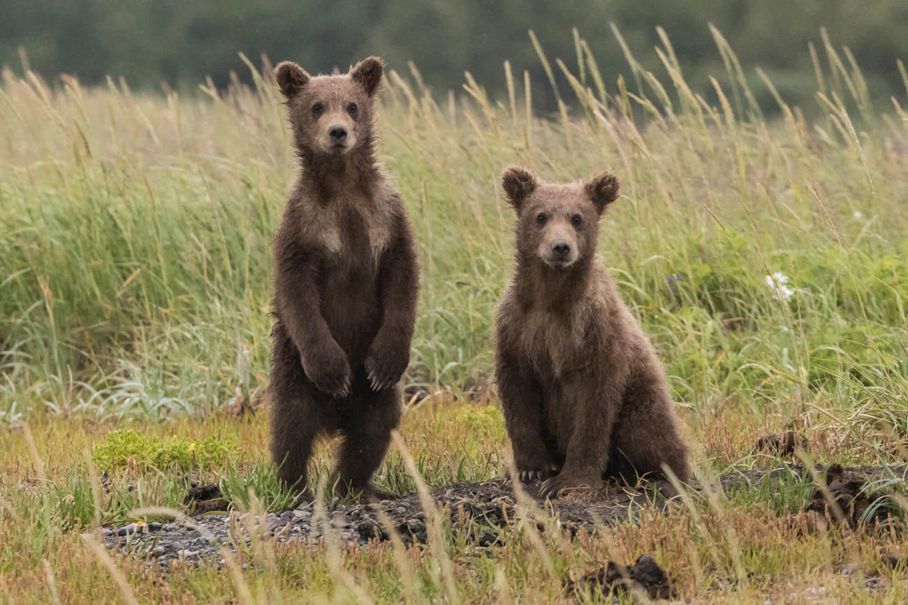 Two brown bears